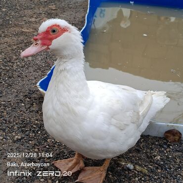 Ördəklər: Öz heyvanlarımdı qiymətləri fərqlidi çəkisinə və cinsinə görə — 6