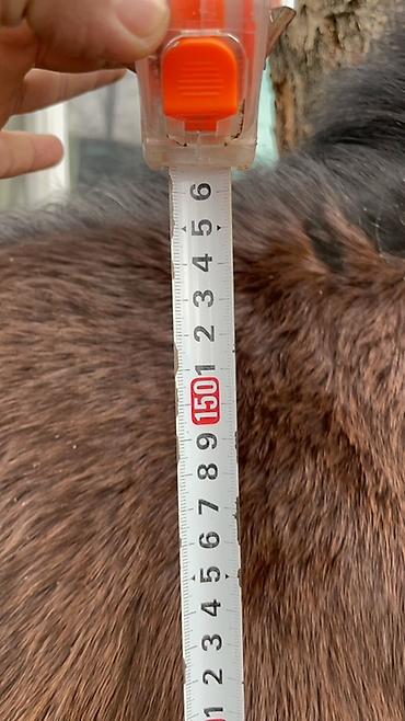 Лошади, кони: Продаю | Конь (самец) | Полукровка — 17