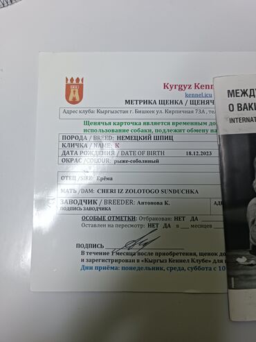 Продажа собак: Шпиц, 2 года, Самка, С родословной — 11