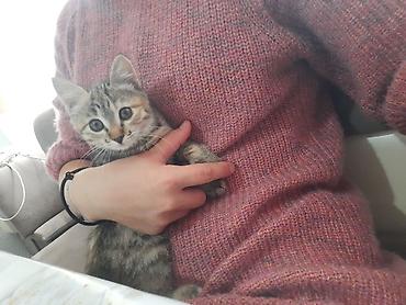 Отдам даром кошку: 6 месяцев, Девочка, Приучена к лотку — 9