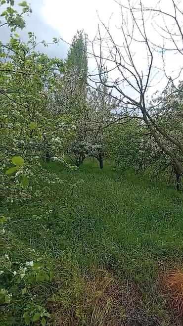 şəmkir torpaq satılır: 14 sot, Tikinti, Mülkiyyətçi, Bələdiyyə — 2