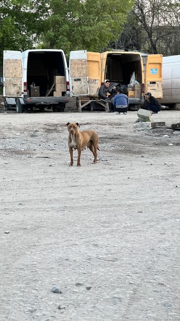сабака ош: В районе Ошского рынка нашли, красивая ухоженная собака, Хозяин