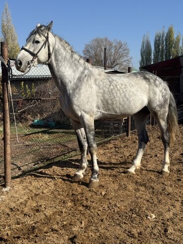 купить рабочую охотничью собаку: Продаю | Конь (самец), Жеребец | Полукровка, Першерон, Дончак | Конный спорт
