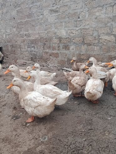 Digər quşlar: Satılır: PEKIN-KUBAN sortu ördəklər ✅ Sağlam, təmiz və tez inkişaf -da lalafo.az — 6 Digər quşlar: Satılır: PEKIN-KUBAN sortu ördəklər ✅ Sağlam, təmiz və tez inkişaf — 6