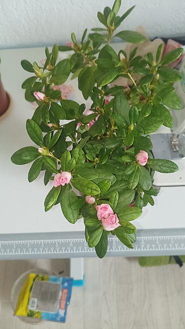 Бөлмө өсүмдүктөрү: Азалия комнатная (Rhododendron simsii), розовая махровая форма в — 2