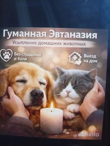 ветеренар: Гуманная эвтаназия — усыпление домашних животных. - Без страданий и — 1