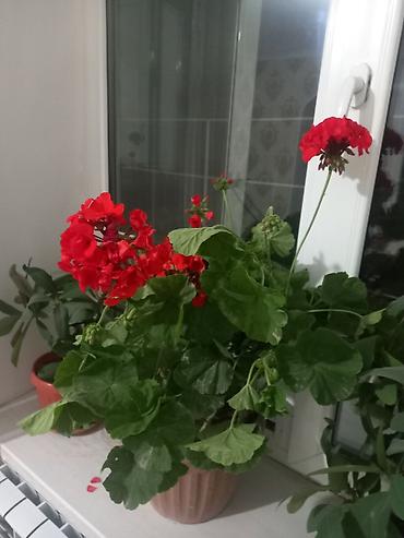 продаю перец: Герань (пеларгония зональная) в кашпо - Яркие алые соцветия на — 2