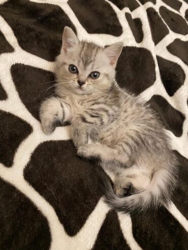 Pişiklər: Britan yastı qulaq, Erkək, Dişi, Yaxşı əllərə, Ünvandan götürmə, Pulsuz çatdırılma, Ödənişli çatdırılma — 56