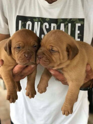 Psi: Stenci Bordoska doge vrhunske krvne linije na prodaju ostenjeni na lalafo.rs — 1 Psi: Stenci Bordoska doge vrhunske krvne linije na prodaju ostenjeni — 1