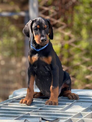 Psi: Prodaju se prelepi štenci dobermana, rodjeni 02.07.2025. Štenci su — 8