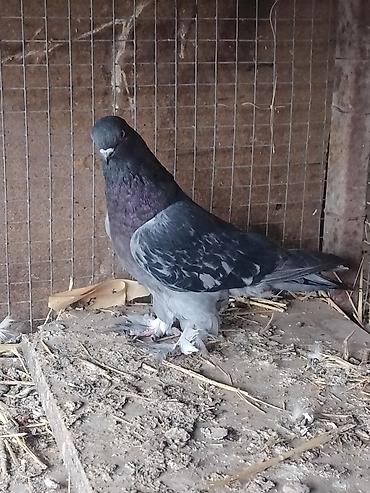 Другие с/х животные: Продам голуби🕊 срочно🆘 игра есть не болеют гарантием даю одна штука at lalafo.kg — 4 Другие с/х животные: Продам голуби🕊 срочно🆘 игра есть не болеют гарантием даю одна штука — 4