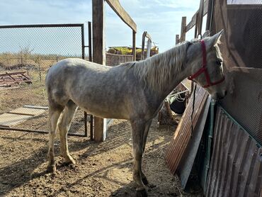 Лошади, кони: Продаю | Жеребец | Конный спорт — 19
