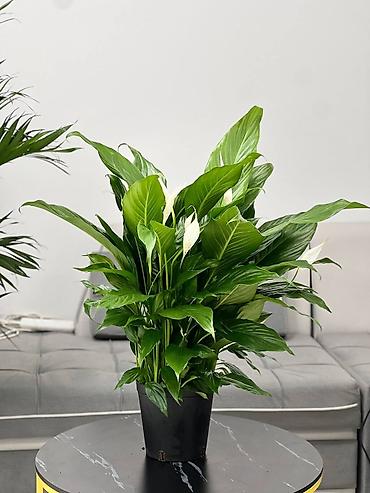 Другие комнатные растения: 🌿 Зелёное счастье для вашего дома 🌿 Комнатные растения и свежие цветы — 12