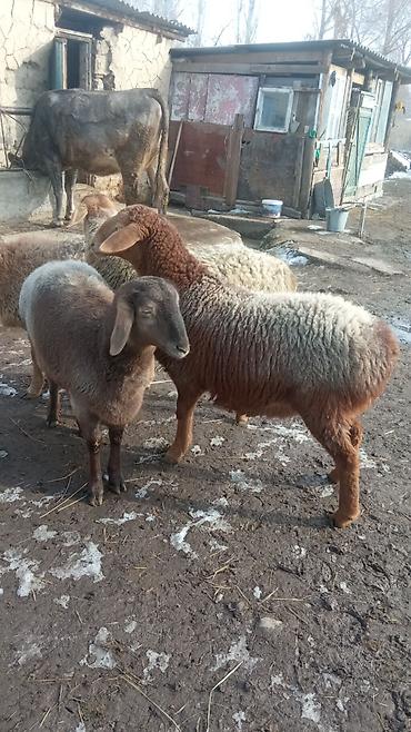 Баран, овца: Продаю | Овца (самка) | Романовская | Для разведения | Ярка — 7