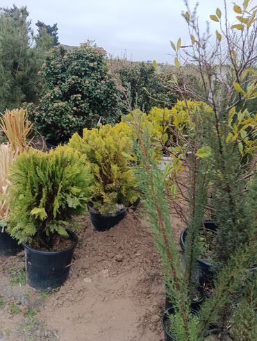 Torf: Gul cicek agaclar qazonlasrlma torf gubresi,perlit,torpaq,peyin — 3