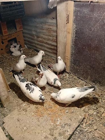 Heyvanlar: Salam hamsı satılır kom alan olsa 5 manatdan balalarda usdunde — 2