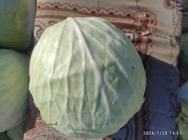 Капуста: Капуста Белокачанная — 5
