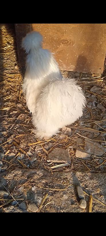 Toyuqlar: Toyuq, Damazlıq — 3