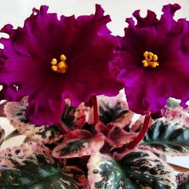 Otaq bitkiləri: 5,6 m starter — 12