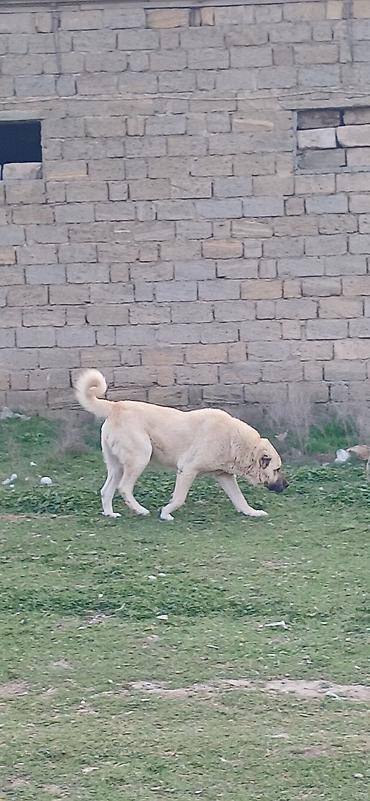 İtlər: Kanqal, 2 il, Erkek — 1