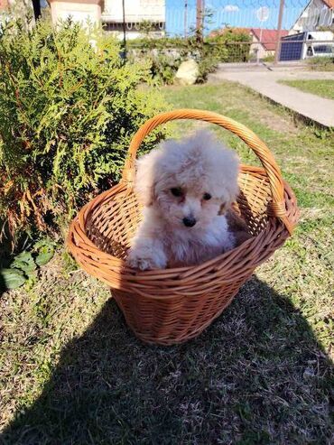 Psi: Bišon pudla štenci Štenci bi-pu, kombinacija bišon-pudla, stari 2 — 4