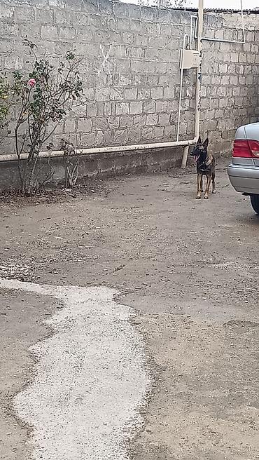 pudel dişi: Belçika çoban iti, 8 ay, Dişi, Peyvəndli, Ünvandan götürmə — 2