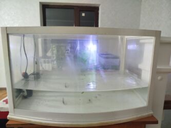 продажа домашних животных: Срочно продаю акву на 120 литров из орг стекла лёгкий за 700 сом