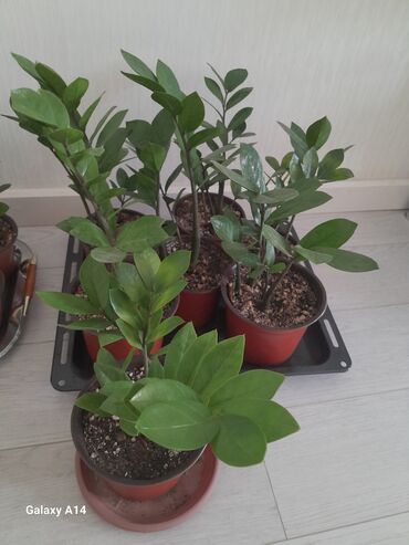 юв феникс пеларгония: Замиокулькас (Zamioculcas zamiifolia) в горшках - Кустовые растения с