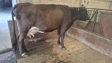 Коровы, быки: Продаю | Корова (самка), Бык (самец) — 6