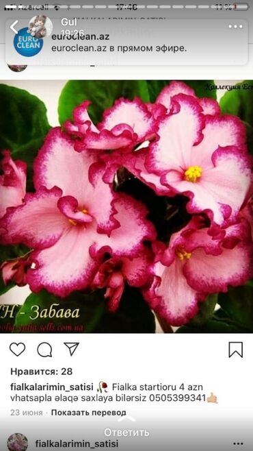 Otaq bitkiləri: Fialka startiorlari 4 azn — 4