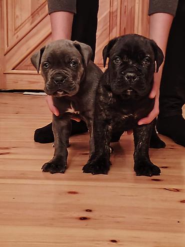 İtlər: Kane-Korso, 1 ay, Sənədli, Ünvandan götürmə, Pulsuz çatdırılma, Rayonlara çatdırılma — 9