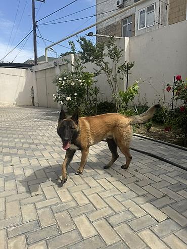 tuklu itler: Belçika çoban iti — 2