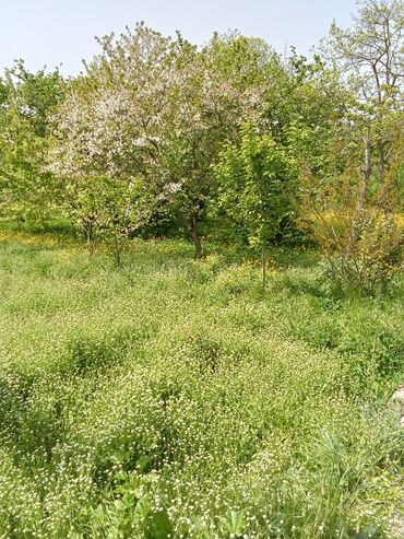 Həyət evləri və villaların satışı: 8 otaq, 250 kv. m, Orta təmir -da lalafo.az — 3 Həyət evləri və villaların satışı: 8 otaq, 250 kv. m, Orta təmir — 3