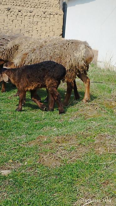 Баран, овца: Продаю | Овца (самка) | Для разведения | Матка — 9