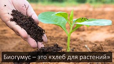 мучные черви: Продается настоящие красные калифорнийские черви . Оригинал . С — 3