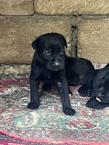 Qara rəngli balaca it balaları concorso növüdü - Şirin, tam qara