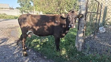 алель курица цена: Продаю | Корова (самка) — 3