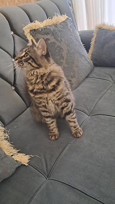 Pişiklər: Meyn-kun, Erkək — 8