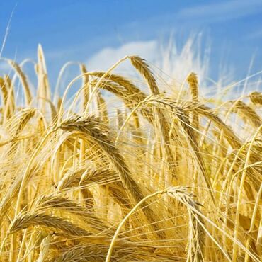 Зерновые культуры: Семена и саженцы Ячменя, Пшеницы, Самовывоз, Бесплатная доставка, Платная доставка