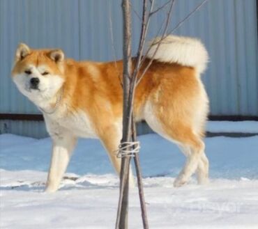 haski iti haqqinda: Akita-inu, 4 il, Erkek, Ünvandan götürmə