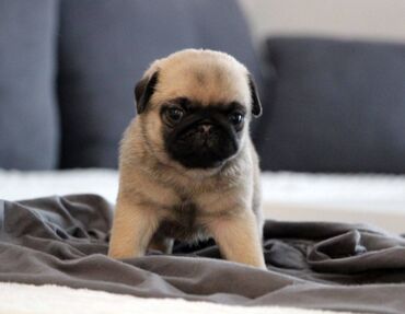 Psi: Na prodaju štenci mopsa, pažljivo vakcinisani i očišćeni od parazita — 3