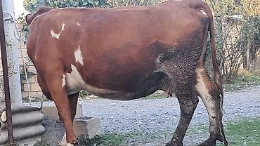 vakum su pompası: Üçüncü qarına 7 aylıq boğazdı südü yağlı heyvandı — 2