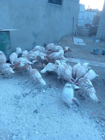 Hinduşka: Öz həyətimdə saxladığım hinduşkalar ətlik və damazlikdir. 60.manatdan — 10