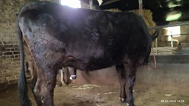 Коровы, быки: Продаю | Бык (самец) | На откорм — 6