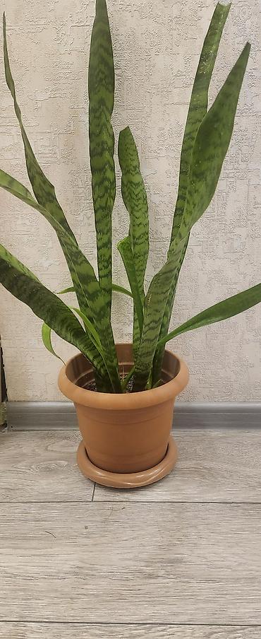 dibcək gul: Sansevieria (Qayın dili) – otaq bitkisi - Növ: Sansevieria — 1
