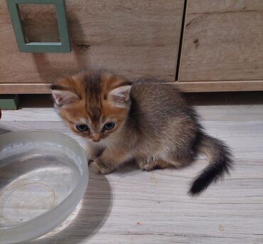 Pişiklər: Qızıl şinşilla, Dişi, Ünvandan götürmə — 8