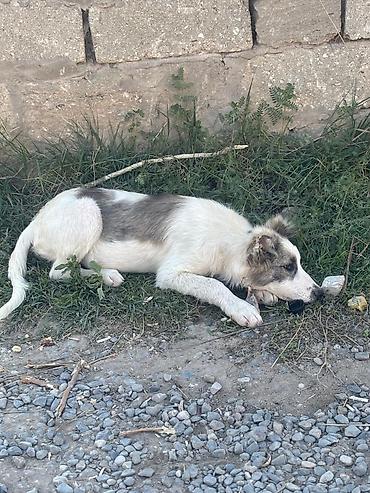 doyuş iti: Məhsul: Gənc itlər (2 baş) Bag evi olanlar ucun, dishi tula, aktiv — 4