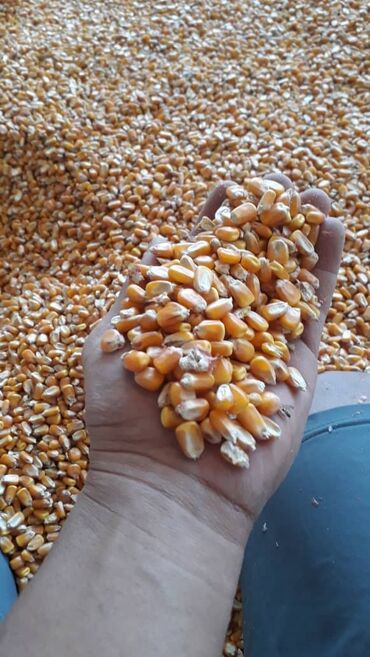 туркменские ковры ручной работы цена: Кукуруза Оптом