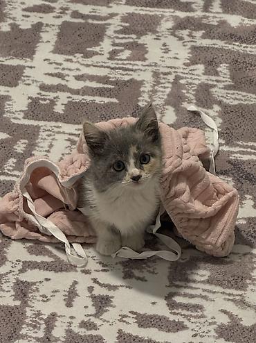 Продажа кошек: Ищем дом и любящюю семью для котеночка девочка 2 месяца Лоток знает — 1