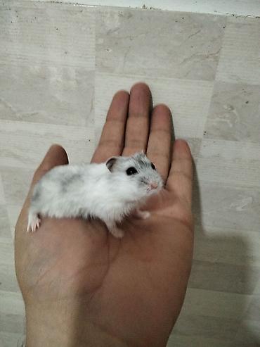 Gəmiricilər: Məhsul: Cırtdan hamsterlər (Djungarian/campbell tipli) Rənglər: tam — 4